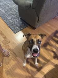 Found/Stray Female Dog last seen Bodart Ln and Farmers branch George Marcos Park, Fort Worth, TX 76108