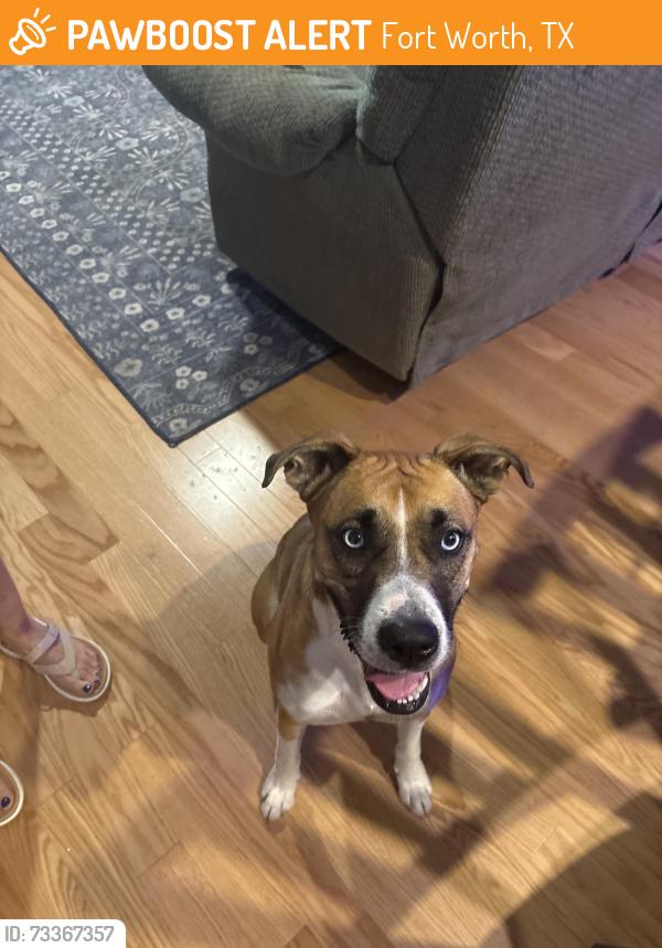 Found/Stray Female Dog last seen Bodart Ln and Farmers branch George Marcos Park, Fort Worth, TX 76108