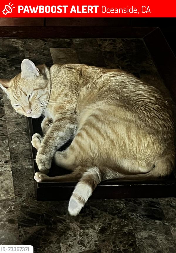 Lost Male Cat last seen college blvd and oceanside blvd, Oceanside, CA 92056
