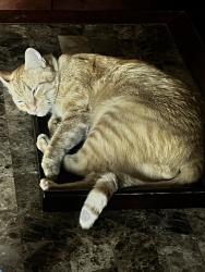 Lost Male Cat last seen college blvd and oceanside blvd, Oceanside, CA 92056