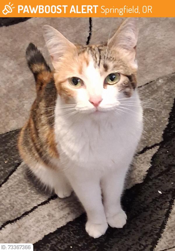 Found/Stray Female Cat last seen Q4th and Main behind Grocery Outlet, Springfield, OR 97477