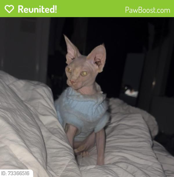 Reunited Female Cat last seen lamar blvd, Arlington, TX 76012