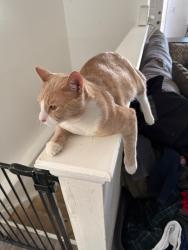 Lost Male Cat last seen Hillsboro Campground, Hillsboro, ND 58045