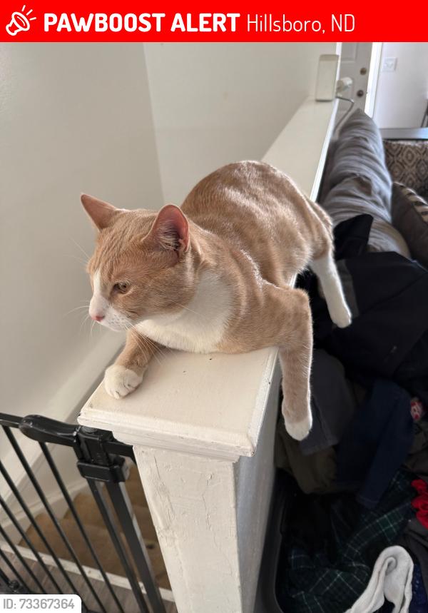 Lost Male Cat last seen Hillsboro Campground, Hillsboro, ND 58045