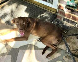 Found/Stray Female Dog last seen Cedar Fork Dr, Greensboro, NC 27407