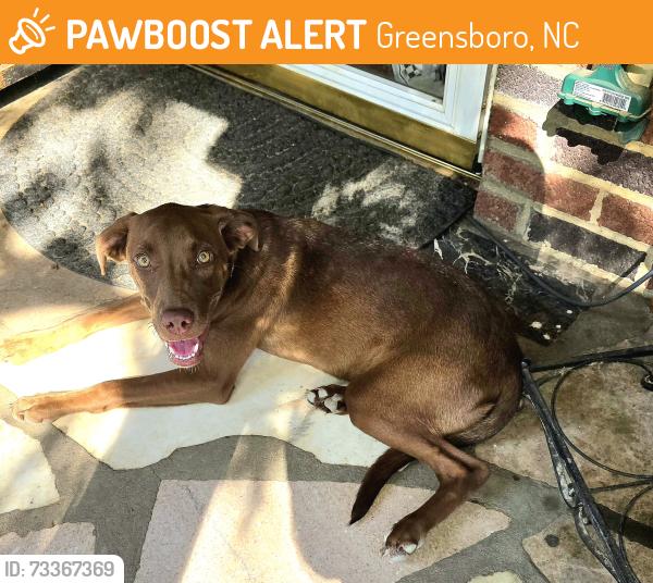 Found/Stray Female Dog last seen Cedar Fork Dr, Greensboro, NC 27407