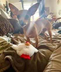 Reunited Female Dog last seen Hwy 22 and HWY 18 intersection, Grand Ronde, OR 97347
