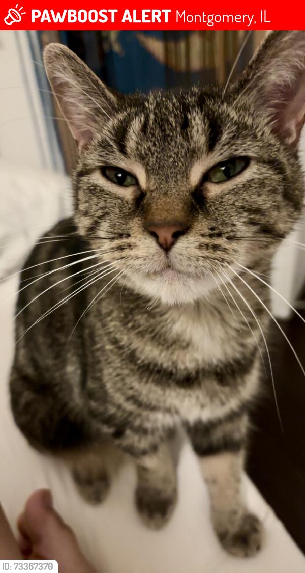 Lost Male Cat last seen Orchard rd, rt 30, Jericho, Montgomery, IL 60538