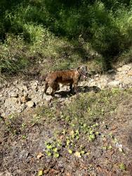 Found/Stray Male Dog last seen Shoals Ln, Chattanooga, TN 37416