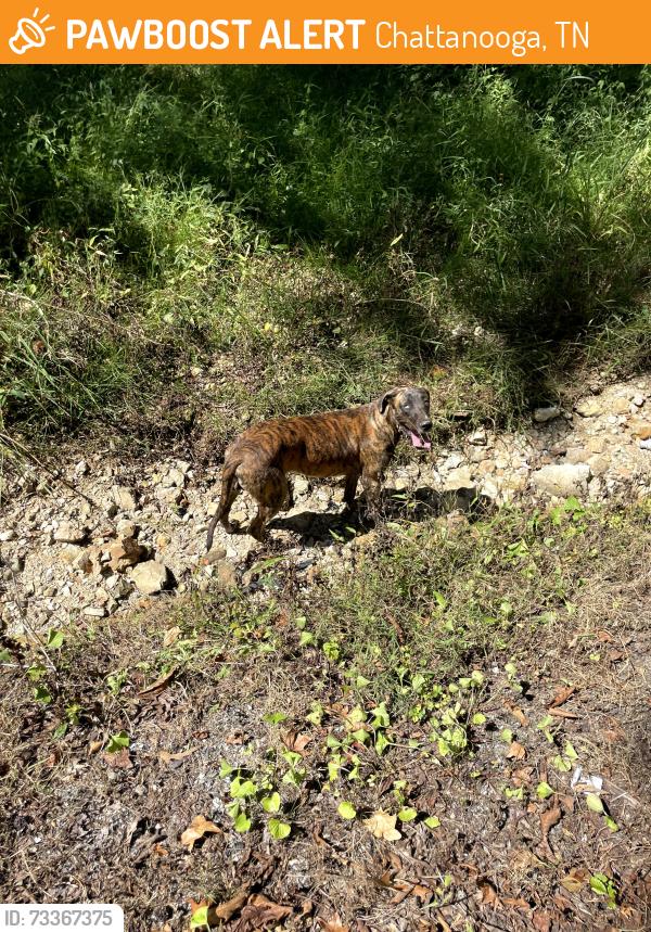 Found/Stray Male Dog last seen Shoals Ln, Chattanooga, TN 37416