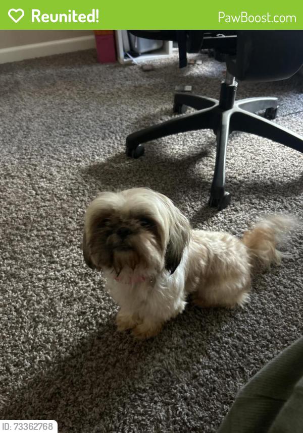 Reunited Female Dog last seen Found on Thompson Road, Fort Worth, TX 76137