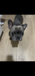 Lost Male Dog last seen Military, across the street from Tractor Supply, Riviera Beach, FL 33407
