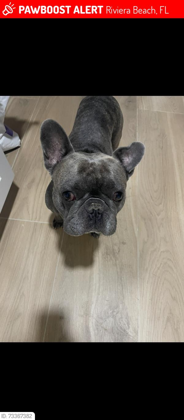 Lost Male Dog last seen Military, across the street from Tractor Supply, Riviera Beach, FL 33407