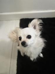 Lost Female Dog last seen valley blvd temple city blvd, Rosemead, CA 91770