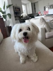 Found/Stray Male Dog last seen Arbor Place Midtown, Houston, TX 77006