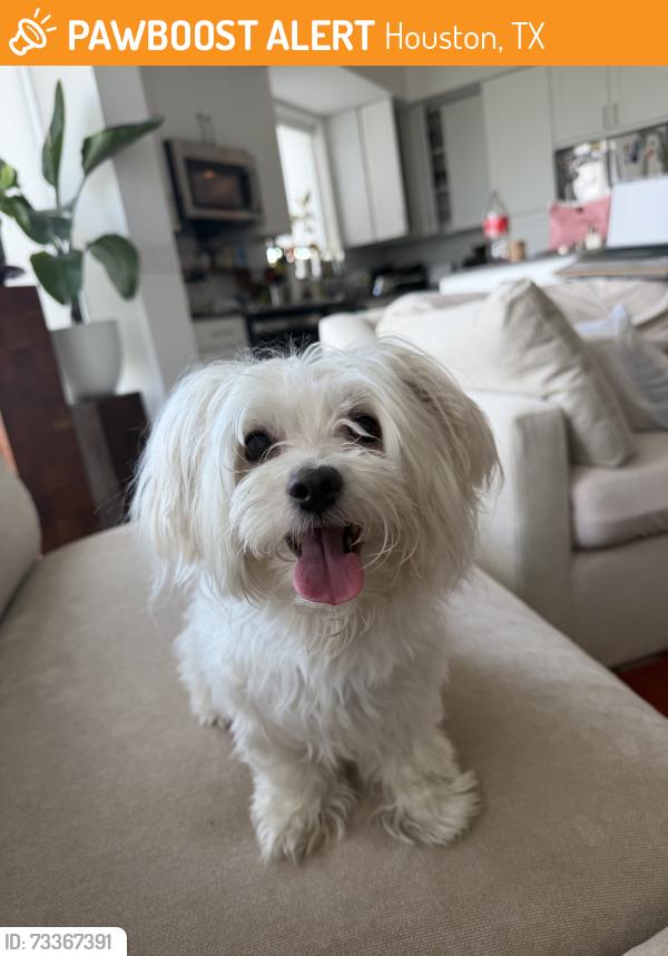 Found/Stray Male Dog last seen Arbor Place Midtown, Houston, TX 77006