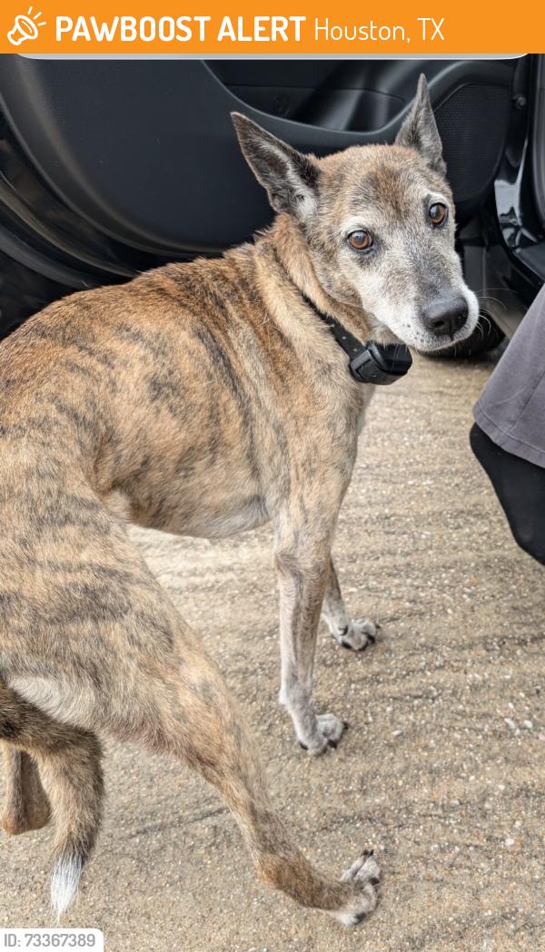 Found/Stray Unknown Dog last seen Eagle valley drive cypress, Houston, TX 77433
