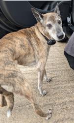 Found/Stray Unknown Dog last seen Eagle valley drive cypress, Houston, TX 77433