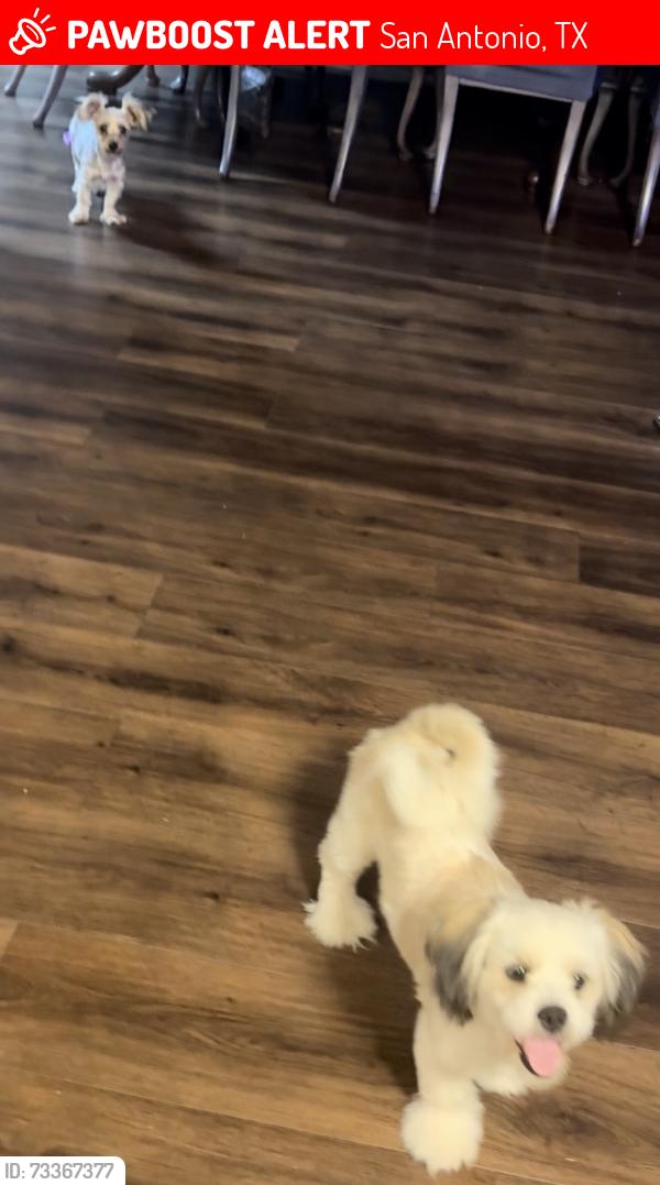Lost Male Dog last seen Grissom Gate, San Antonio, TX 78251