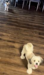 Lost Male Dog last seen Grissom Gate, San Antonio, TX 78251