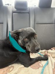 Found/Stray Female Dog last seen Johnnys Market and Deli, Limestone, TN 37681