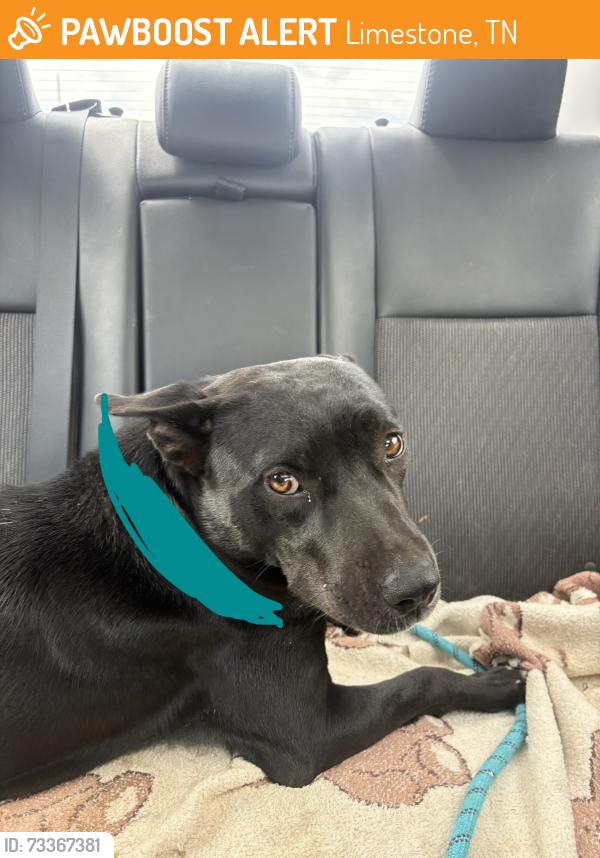 Found/Stray Female Dog last seen Johnnys Market and Deli, Limestone, TN 37681