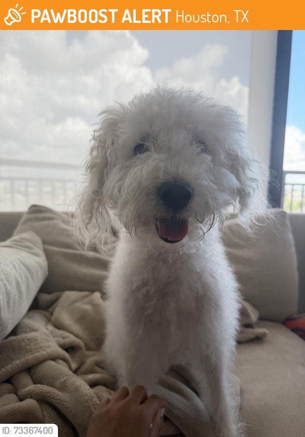 Found/Stray Male Dog last seen Arbor place midtown, Houston, TX 77006