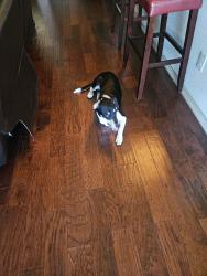Found/Stray Male Dog last seen Harmon and Mountain Hawk drive in Tehama Ridge, Fort Worth, TX 76177