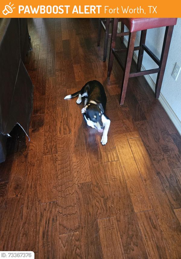 Found/Stray Male Dog last seen Harmon and Mountain Hawk drive in Tehama Ridge, Fort Worth, TX 76177