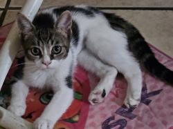 Lost Female Cat last seen Mary st, El Cajon, CA 92021
