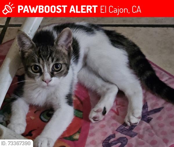 Lost Female Cat last seen Mary st, El Cajon, CA 92021
