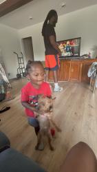 Lost Female Dog last seen Lathup village, Detroit, MI 48226