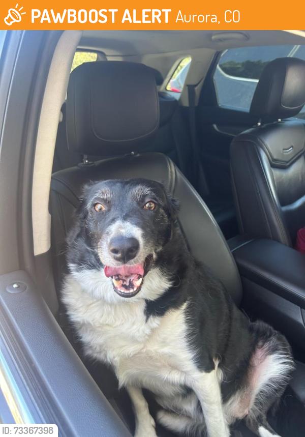 Found/Stray Unknown Dog last seen Alameda Avenue and Sable Blvd, Aurora, CO 80017