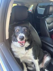 Found/Stray Unknown Dog last seen Alameda Avenue and Sable Blvd, Aurora, CO 80017