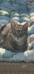 Lost Male Cat last seen Wild acres, Largo, FL 33773