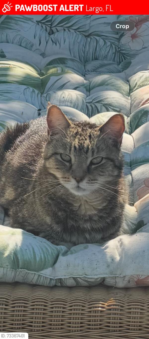 Lost Male Cat last seen Wild acres, Largo, FL 33773