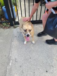 Found/Stray Unknown Dog last seen 5th & Ash on patio of The Patio restaurant, Fernandina Beach, FL 32034