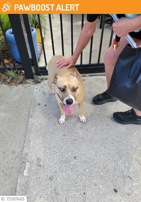 Found/Stray Unknown Dog last seen 5th & Ash on patio of The Patio restaurant, Fernandina Beach, FL 32034