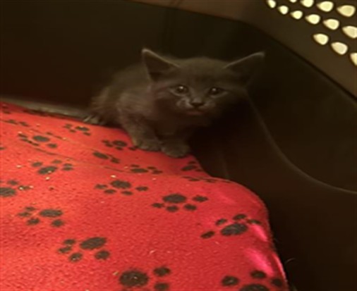 Shelter Stray Female Cat last seen DANBROOK DR & DYNASTY WAY, 2127 Front St, Sacramento, CA 95818, USA