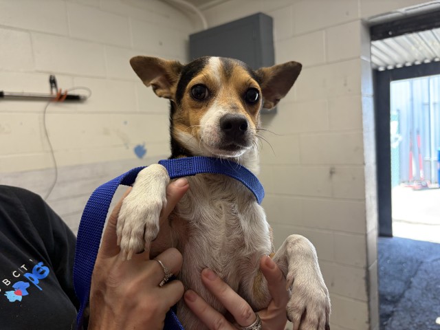 Shelter Stray Male Dog last seen Near BLOCK BERRY ST, 333 Chandler Pl, San Bernardino, CA 92408, USA