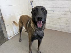 Shelter Stray Male Dog last seen S LA CADENA/ TROPICANA, 333 Chandler Pl, San Bernardino, CA 92408, USA