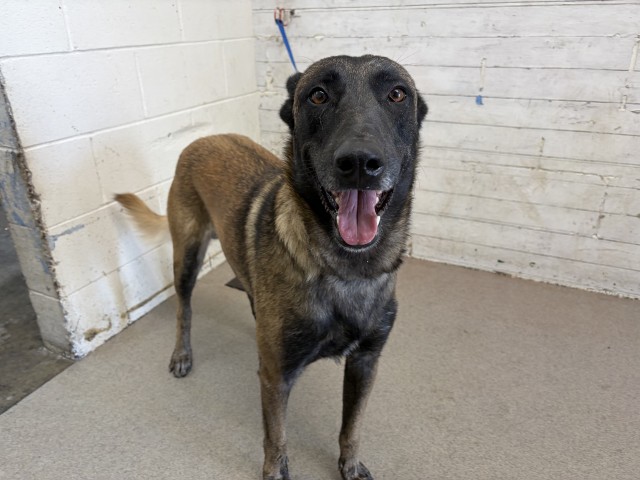 Shelter Stray Male Dog last seen S LA CADENA/ TROPICANA, 333 Chandler Pl, San Bernardino, CA 92408, USA