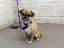 Shelter Stray Female Dog last seen MORGAN & RIVERSIDE, 333 Chandler Pl, San Bernardino, CA 92408, USA