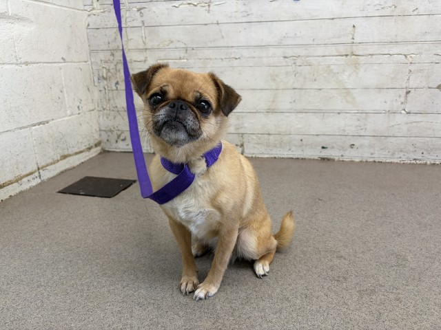 Shelter Stray Female Dog last seen MORGAN & RIVERSIDE, 333 Chandler Pl, San Bernardino, CA 92408, USA