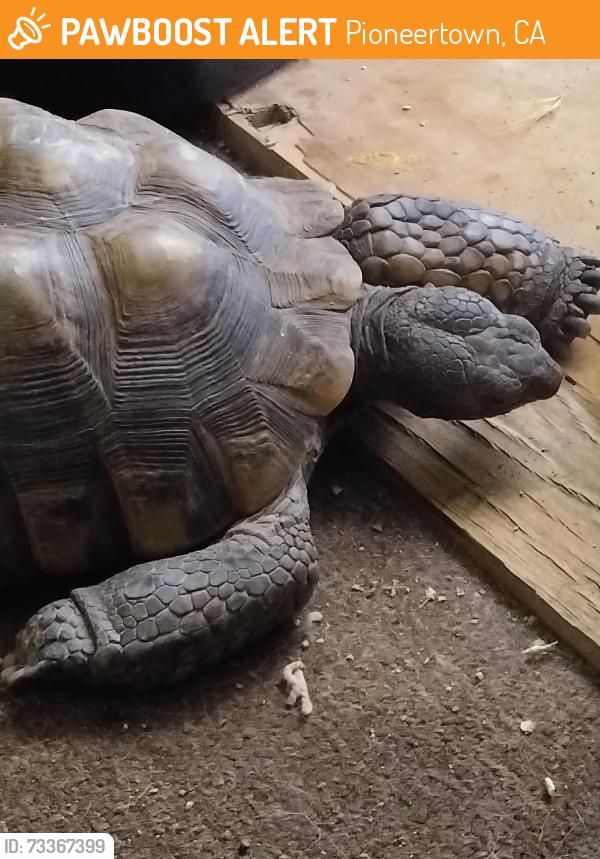 Found/Stray Unknown Reptile last seen Near, Pioneertown, CA 92284