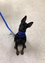 Shelter Stray Male Dog last seen Near BLOCK LIMONITE AVE, JURUPA VALLEY CA 92509, 6851 Van Buren Boulevard, Jurupa Valley, CA 92509, USA