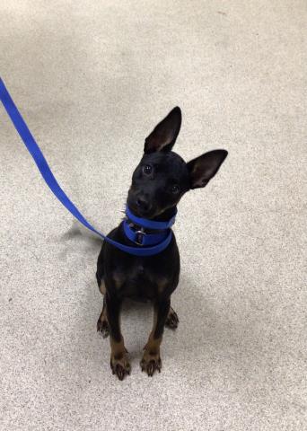 Shelter Stray Male Dog last seen Near BLOCK LIMONITE AVE, JURUPA VALLEY CA 92509, 6851 Van Buren Boulevard, Jurupa Valley, CA 92509, USA