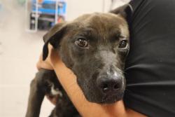Shelter Stray Male Dog last seen Near BLOCK WOODPINE CT, 127 Humane Ln, Columbia, SC 29201, USA