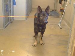 Shelter Stray Male Dog last seen OAK LN/M ST, 95673, 3839 Bradshaw Rd, Sacramento, CA 95827, USA