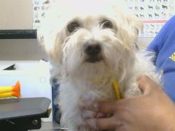 Shelter Stray Male Dog last seen TALLAC ST/HOWE AVE, 95821, 3839 Bradshaw Rd, Sacramento, CA 95827, USA